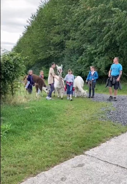 7_Alpakahof_2 7_Alpakahof_2